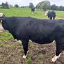 Hereford Bullocks - Forward Stores Image 8