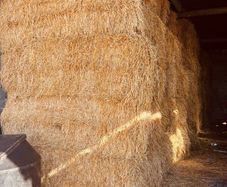 Barley Straw