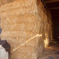 Barley Straw
