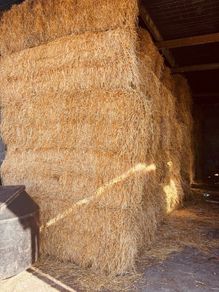 Barley Straw
