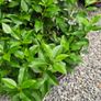 Portuguese Laurel Hedging Image 6