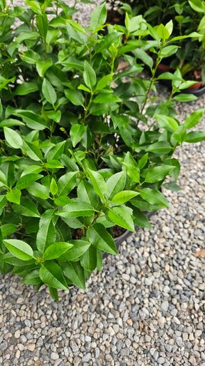Portuguese Laurel Hedging Plants