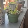 aloe vera plant Image 2