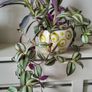 3 Tradescantias in one pot. Trailing house plants. Image 7