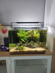 Aquarium Dennerle 70 L. + LED Light Fluval Plant 4.0