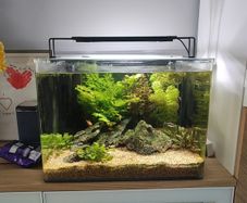 Aquarium Dennerle 70 L. + LED Light Fluval Plant 4.0