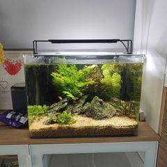 Aquarium Dennerle 70 L. + LED Light Fluval Plant 4.0