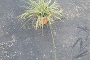 Spider Plant