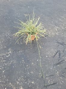 Spider Plant