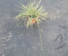 Spider Plant