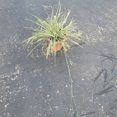 Spider Plant