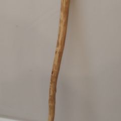 Hand Crafted Walking Stick (25356)