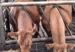 Incalf heifers