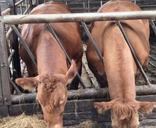 Incalf heifers