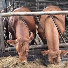 Incalf heifers