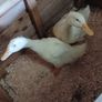 aylesbury ducklings Image 2