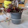 tradescantia plant Image 2