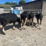 Friesian bulls Image 4