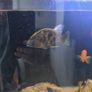 cichlids Image 6
