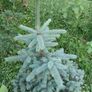 Blue Spruce (Picea Pungens Glauca) Image 5