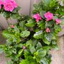 garden plants Image 3