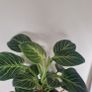 Philodendron 'Birkin' Image 3