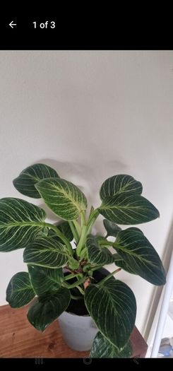 Philodendron 'Birkin'