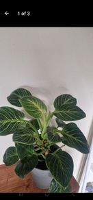 Philodendron 'Birkin'