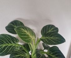 Philodendron 'Birkin'