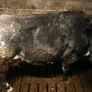 Foster Cow Image 2
