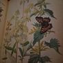 Vintage The Country Diary of an Edwardian Lady Image 7