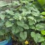 Lavatera shrub Image 2
