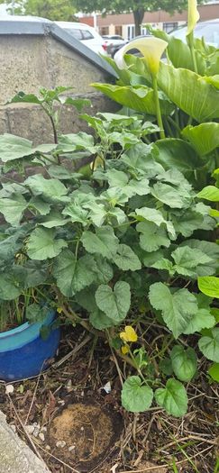 Lavatera shrub