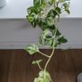 Manjula Pothos (Epipremnum aureum 'Manjula') Image 4