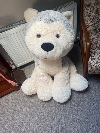 big dog teddy