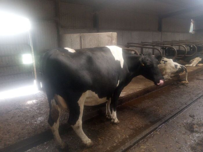 Incalf dairy cows