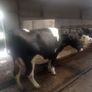 Incalf dairy cows Image 2