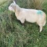 Charolais Cross Ram Image 3