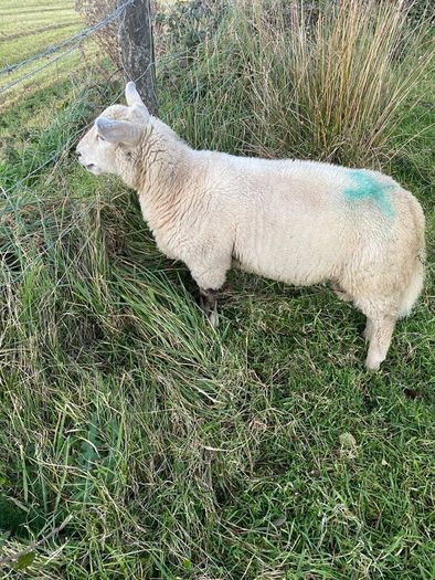 Charolais Cross Ram