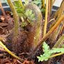 tree ferns - dicksonia antarctica Image 2