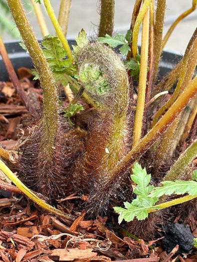 tree ferns - dicksonia antarctica
