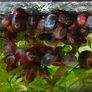 Aquarium Snails Ramshorn & Malaysian Trumpet(Melania) Image 10