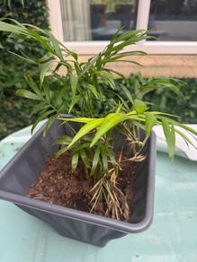 plant