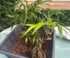 plant