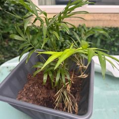 plant
