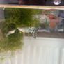 Guppies and guppy grass Image 9