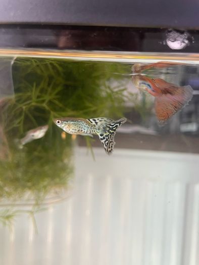 Guppies and guppy grass
