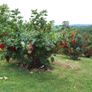 Redcurrant Plant Image 2