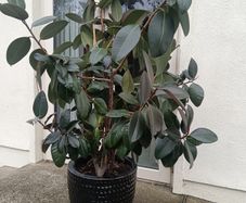 Rubber Plant