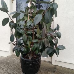 Rubber Plant